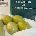 Gendarmería recuperó seis huevos de ñandú que iban escondidos debajo del asiento de un auto en la Patagonia