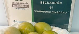 Gendarmería recuperó seis huevos de ñandú que iban escondidos debajo del asiento de un auto en la Patagonia