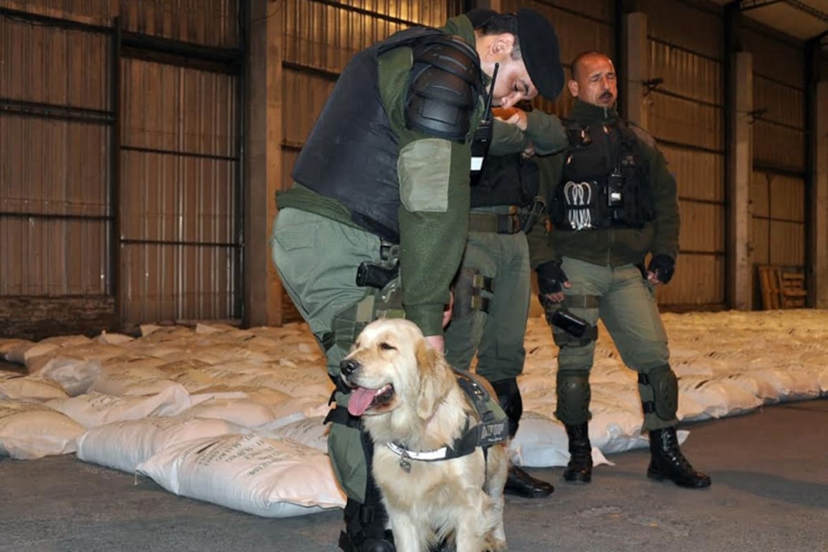 Gendarmes, un perro rastreador y arroz con droga