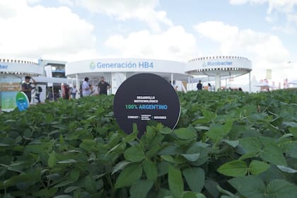 Generación HB4: cómo es el programa que mitiga los efectos de la sequía en trigo y soja.