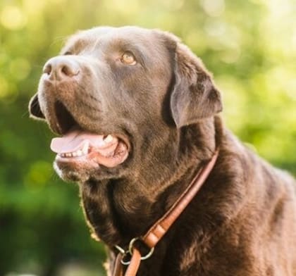 Generalmente, a los perros callejeros se los denomina Firulais