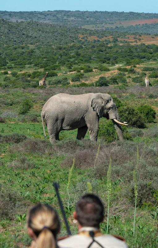 Avistaje custodiado en la reserva