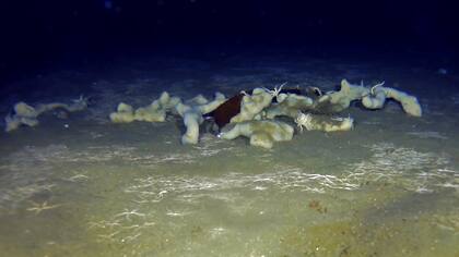 Los científicos comparan el lecho marino de la zona llamada El Agujero Azul, en el Mar Argentino, con un bosque arrasado, en este caso por la pesca con enormes redes que destruyeron ese ecosistema