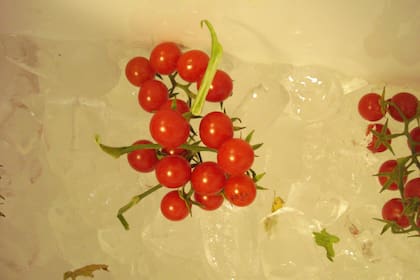 Una de las variedades no comerciales de tomates estudiados
