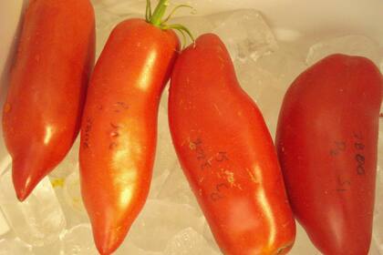 Una de las variedades no comerciales de tomates estudiados