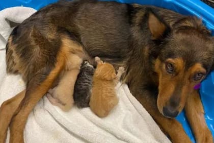 Georgia, la perra que adoptó a tres gatitos huérfanos tras perder a sus bebés