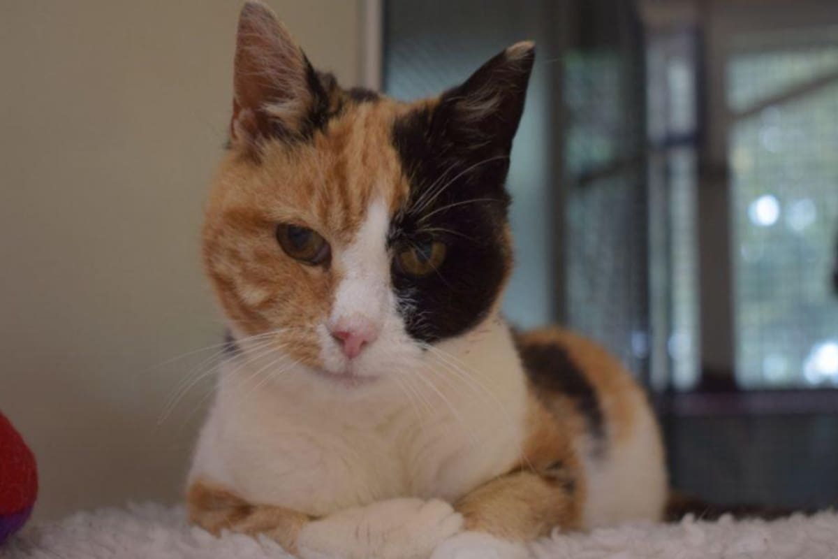 Georgie desapareció en 2008 en un camping en Escocia. Doce años después fue rastreada a través de su microchip y encontró a sus dueños