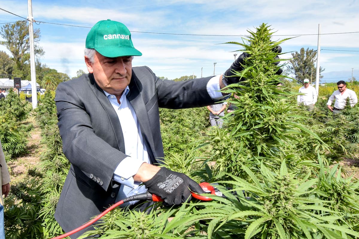 Gerardo Morales en la cosecha de 35 ha de cannabis medicinal de producción pública