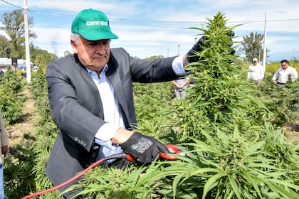 Gerardo Morales en la cosecha de 35 ha de cannabis medicinal de producción pública