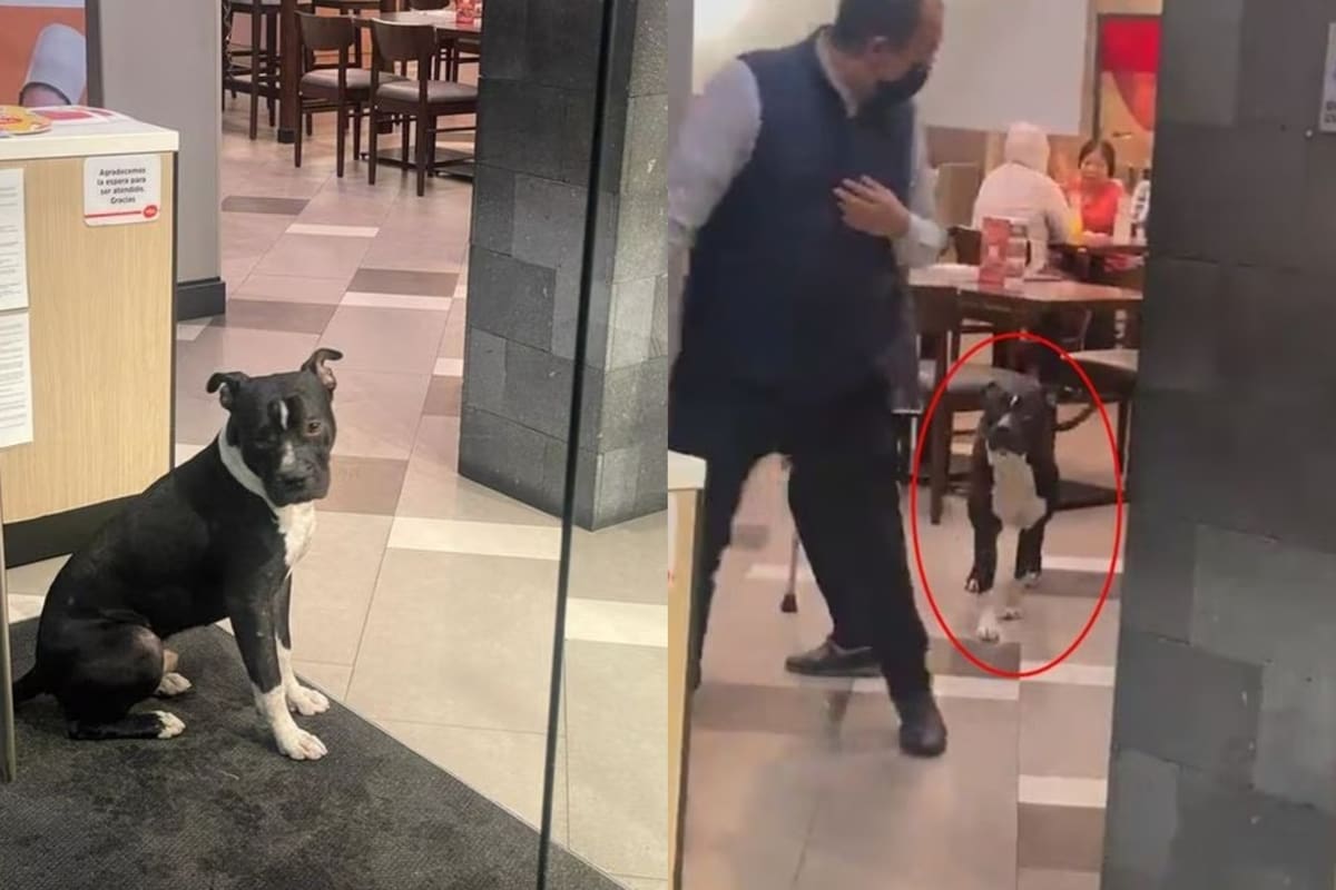 Gerente de VIPS deja entrar a lomito para que no se moje por la lluvia (Fotos: Twitter @arbassan)