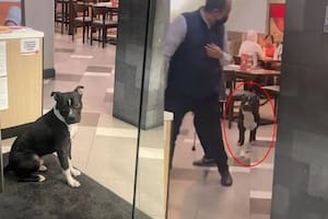 Gerente de VIPS deja entrar a lomito para que no se moje por la lluvia (Fotos: Twitter @arbassan)