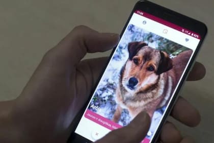 Get App la app parecida a Tinder que permite adoptar perros en México