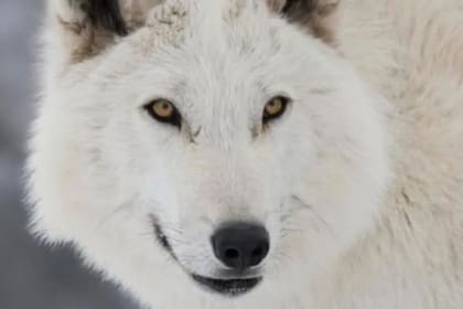 Ghost, el lobo de Jon Snow, fue protagonista de muchas preguntas y bromas en las redes sociales