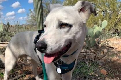 Ghost, el perro que sobrevivió nueve meses en el desierto de Arizona