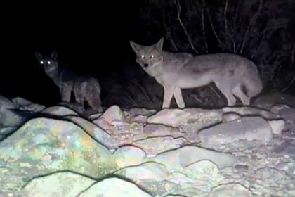 Ghost, un "perro coyote", se volvió parte de una peculiar manada en Nevada