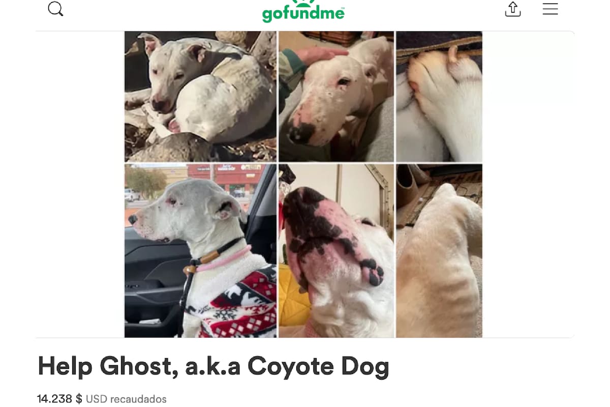 Ghost, un "perro coyote" se volvió parte de una peculiar manada en Nevada