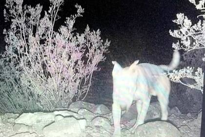 Ghost, un "perro coyote" se volvió parte de una peculiar manada en Nevada