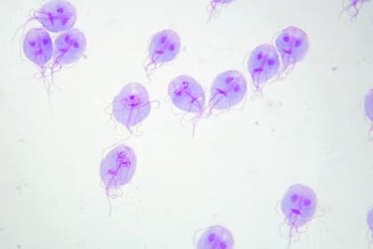 Giardia lamblia