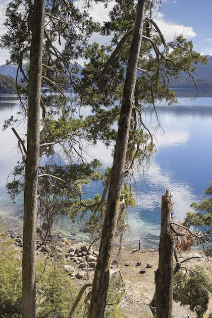 Gigantescos coihues y la costa del Nahuel Huapi vistos desde las casas de Savia Madre.