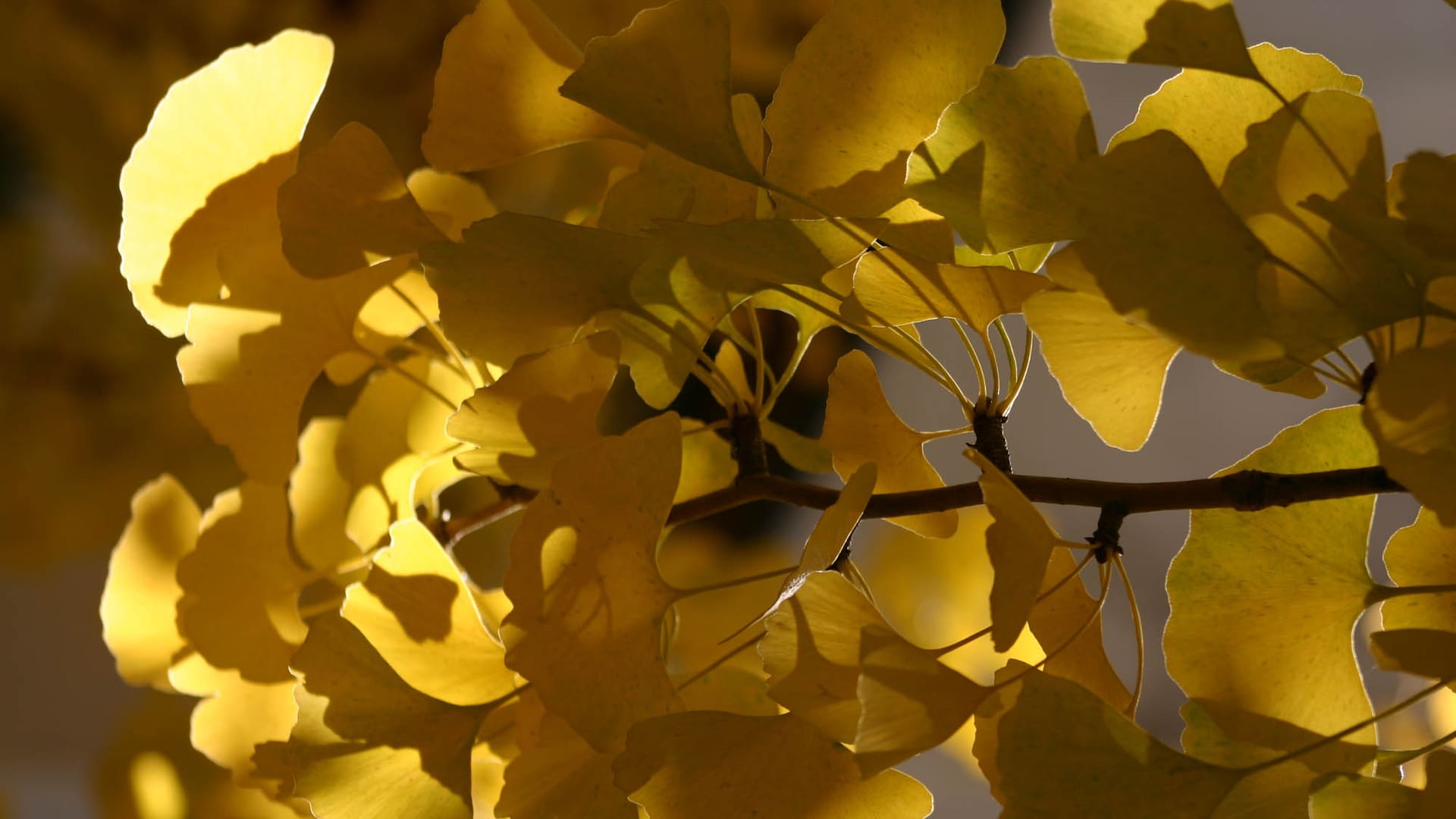 Ginkgo biloba o árbol de los 40 escudos: hace más de 180 millones de años que está viviendo y evolucionando sobre la superficie de la Tierra.
