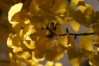 Las características hojas en forma de abanico del Ginkgo Biloba quedaron eternizadas en fósiles de más de 180 millones de años de antigüedad