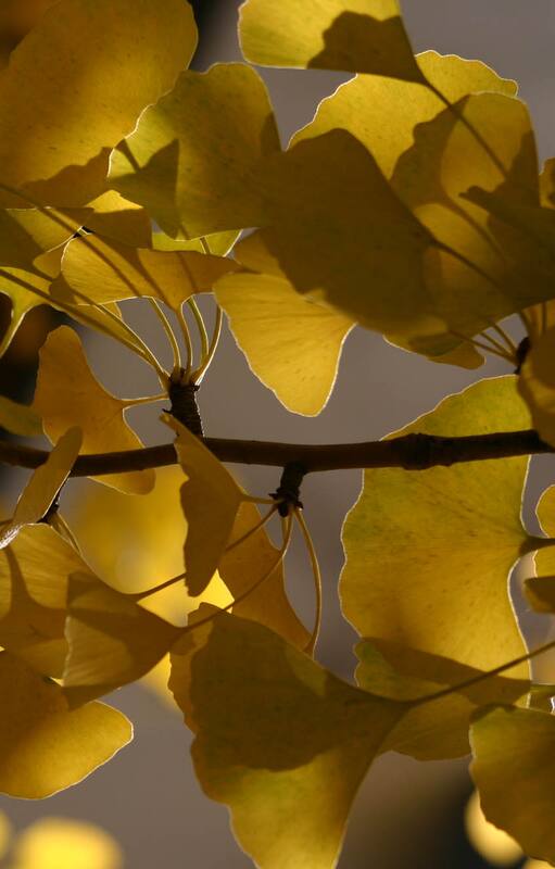 Ginkgo biloba o árbol de los 40 escudos: hace más de 180 millones de años que está viviendo y evolucionando sobre la superficie de la Tierra.