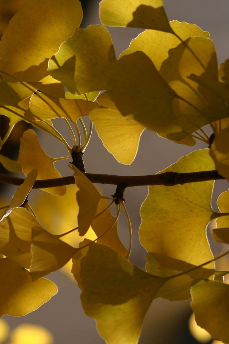 Ginkgo biloba o árbol de los 40 escudos: hace más de 180 millones de años que está viviendo y evolucionando sobre la superficie de la Tierra.