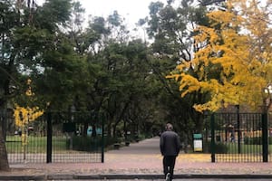 El árbol dorado despide el otoño: dónde ver ginkgos en la ciudad