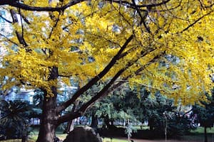 El árbol que vio demasiado