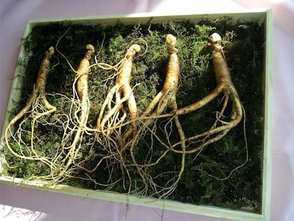 Ginseng, planta milenaria