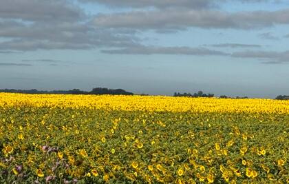 girasol