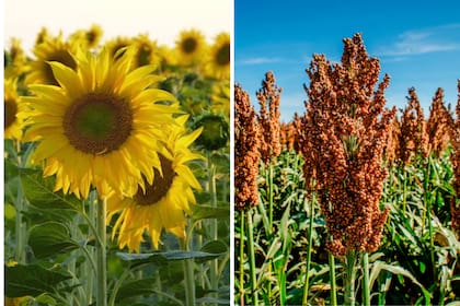 Girasol y sorgo