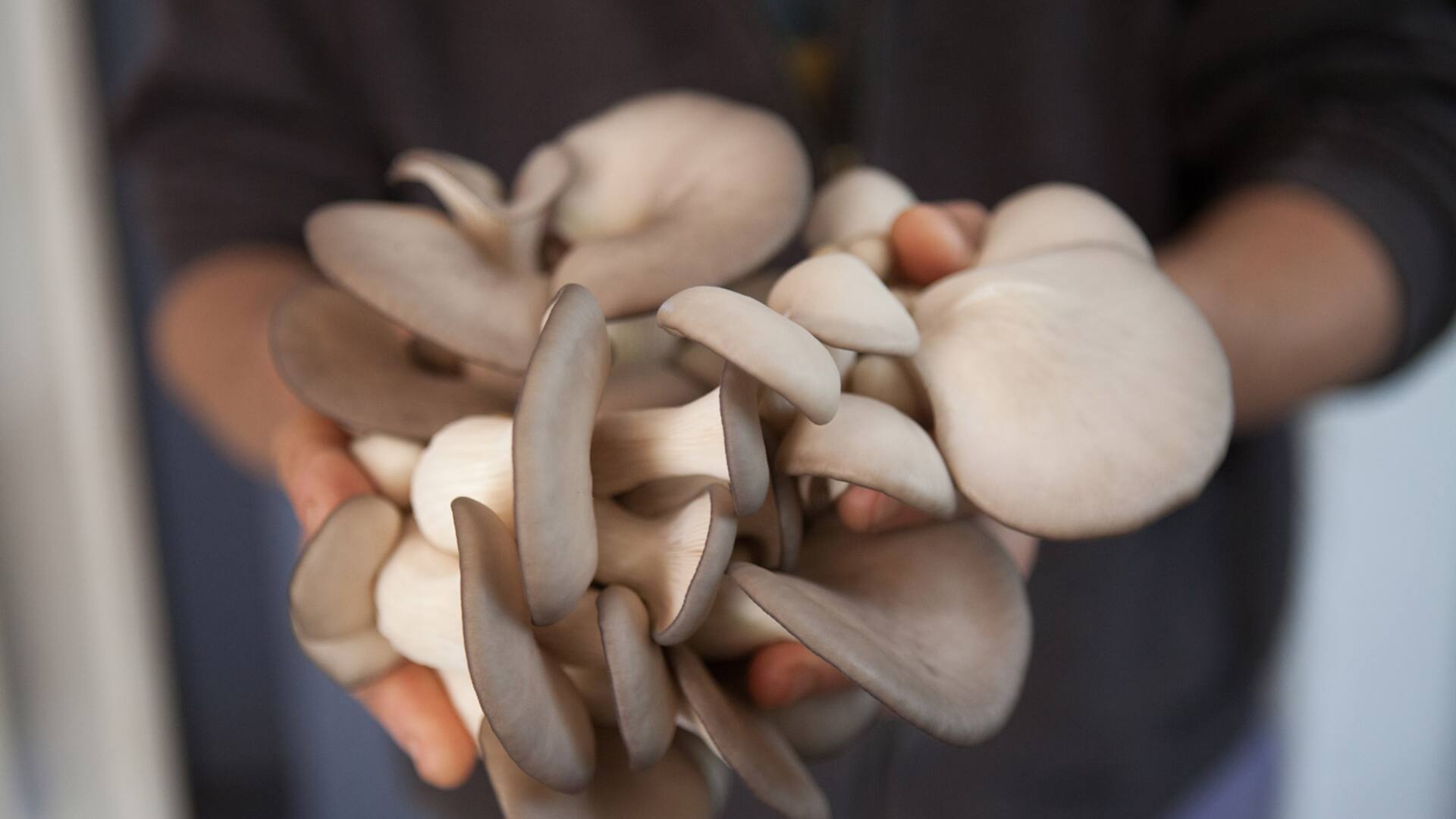 Gírgolas, un hongo que podes cultivar en casa y requiere poco espacio