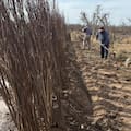 Su papá plantó manzanos y ahora los saca luego de 26 años: producirá otra fruta de gran demanda de China