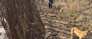 Su papá plantó manzanos y ahora los saca luego de 26 años: producirá otra fruta de gran demanda de China