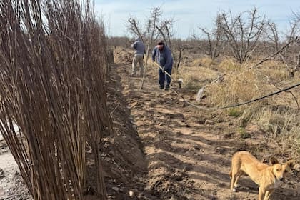 Giusti comenzó a arrancar manzanos que había plantado su padre hace 26 años