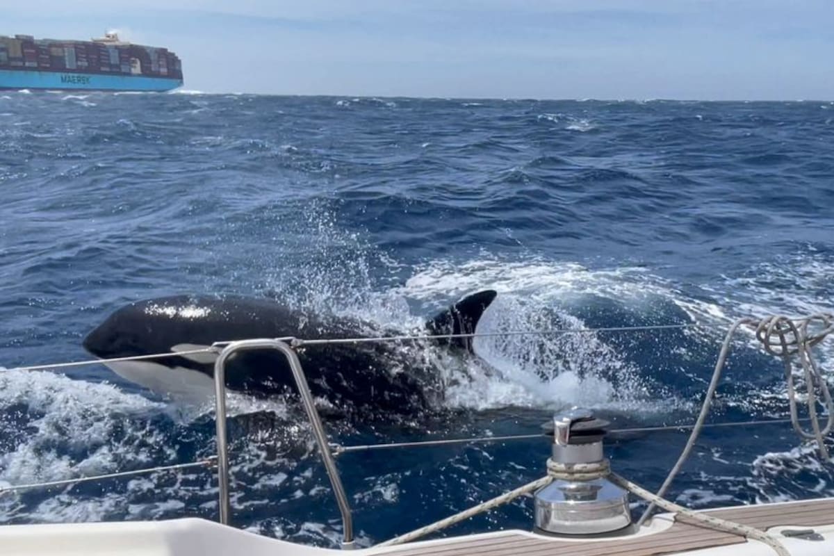 Gladis fue identificada como la orca líder (Foto Stephen Bidwell)