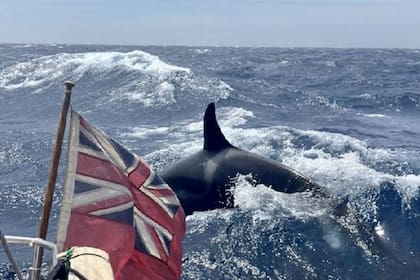 Gladys es la orca líder (Foto Stephen Greg Blackburn)