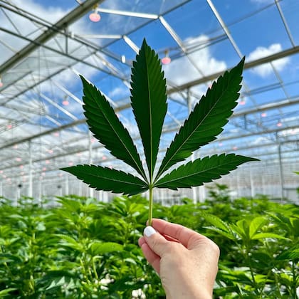 Glass House Farms es una empresa dedicada al cultivo de cannabis en California