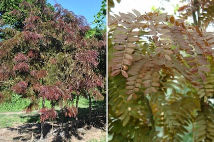 Gleditsia ‘Ruby Lace’, un árbol que hace gala de su rusticidad.