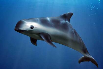 Gobierno mexicano y grupo conservacionista redoblan esfuerzos para salvar la vaquita marina