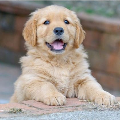 Golden Retriever, una raza no tan conocida, pero sumamente apta para un departamento