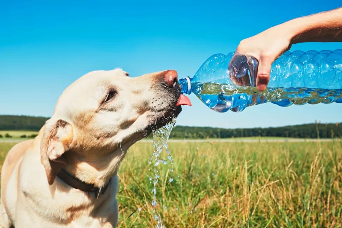 Golpe de calor: señales de alerta y cuidados indispensables para las mascotas