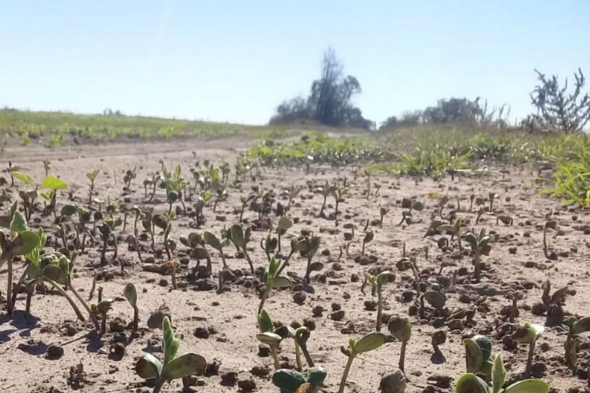 Golpeada. Una soja de siembra tardía en un lote movido en Inriville, Córdoba