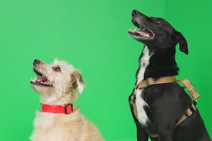 Golpes de calor en perros