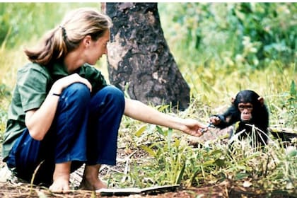 Goodall en la década del 60 en el bosque de Gombe, en la actual Tanzania, junto al chimpancé bebé que apodó Flint