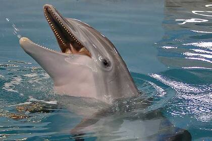 Google creó una IA especializada en la comunicación entre delfines para tratar de entender cómo es su lenguaje y cómo generar un traductor a un idioma humano