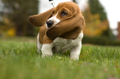 Google demandó a un hombre que había montado un sitio en el que simulaba vender cachorros de basset hound; recibía el dinero, pero nunca entregaba los perritos
