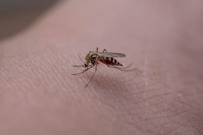 Google planea liberar 16 millones de mosquitos en Florida