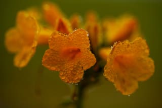 La primavera ya está aquí; en Chile hasta el desierto de Atacama florece